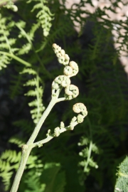 bracken fern (Pteridium aquilinum) 